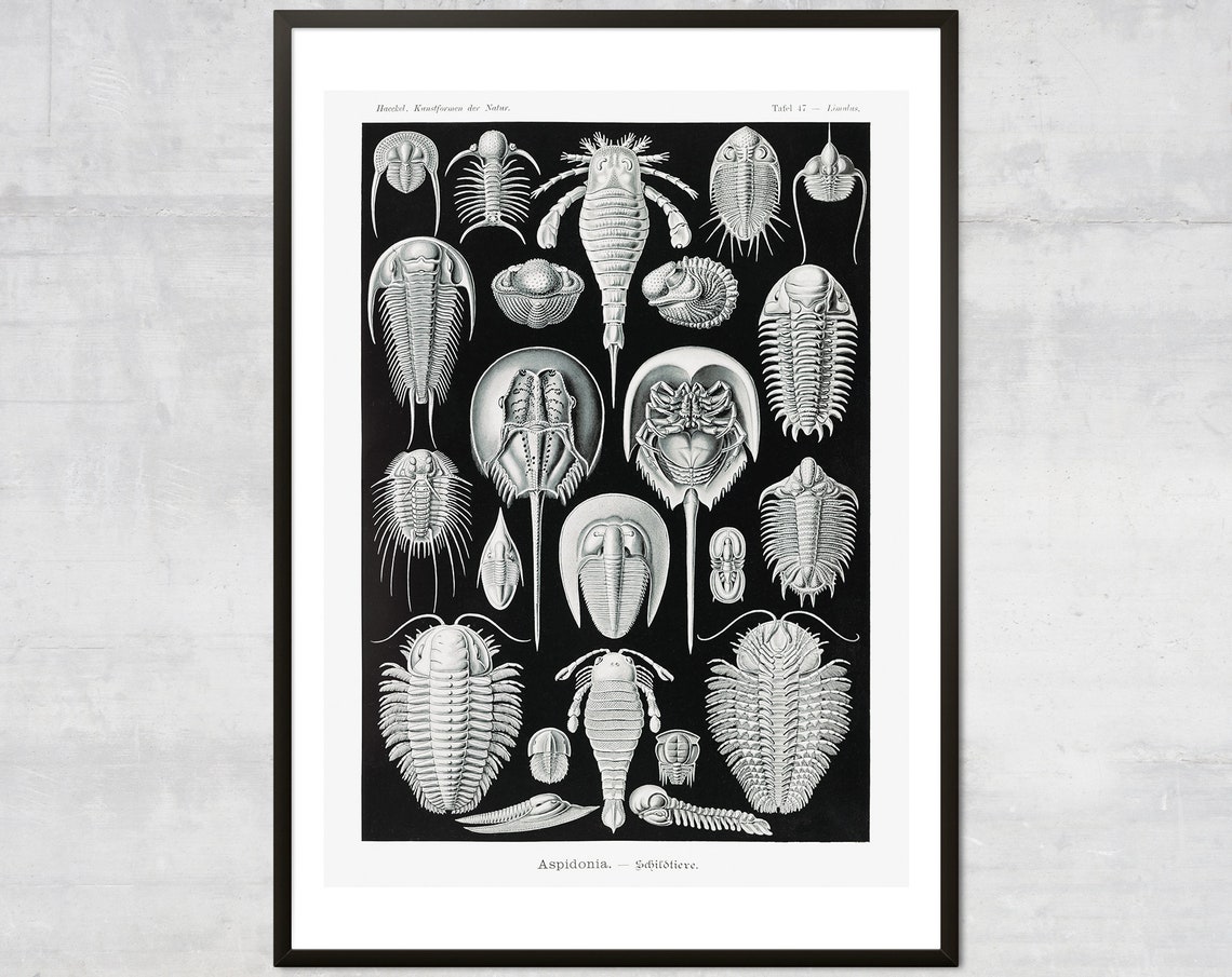 Vintage Crab Wall Art Antique Ocean Decor Crustacean Print Minimal Coastal