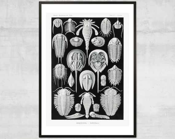 Ernst Haeckel Aspidonia Trilobites Plate 17 Antique Scientific Poster