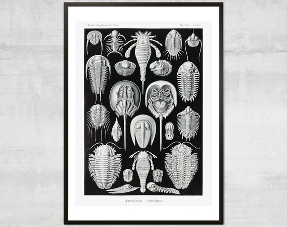 Vintage Crab Wall Art Antique Ocean Decor Crustacean Print Minimal Coastal