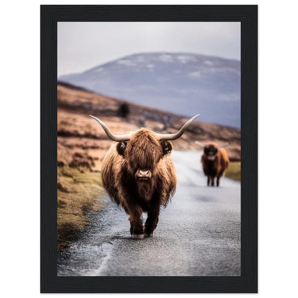 Highland Cow on Scottish Highland Road Wildlife Photography Poster - Image 2