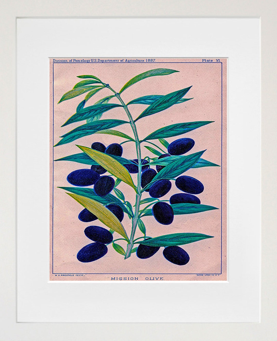 Mission Olive Vintage 1887 USDA Botanical Pomology Art Print - Image 2