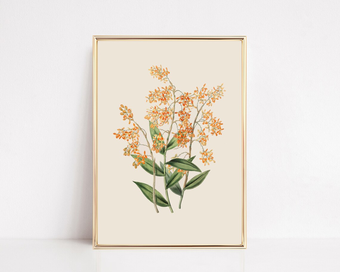 Vintage Botanical Print, French Country Decor