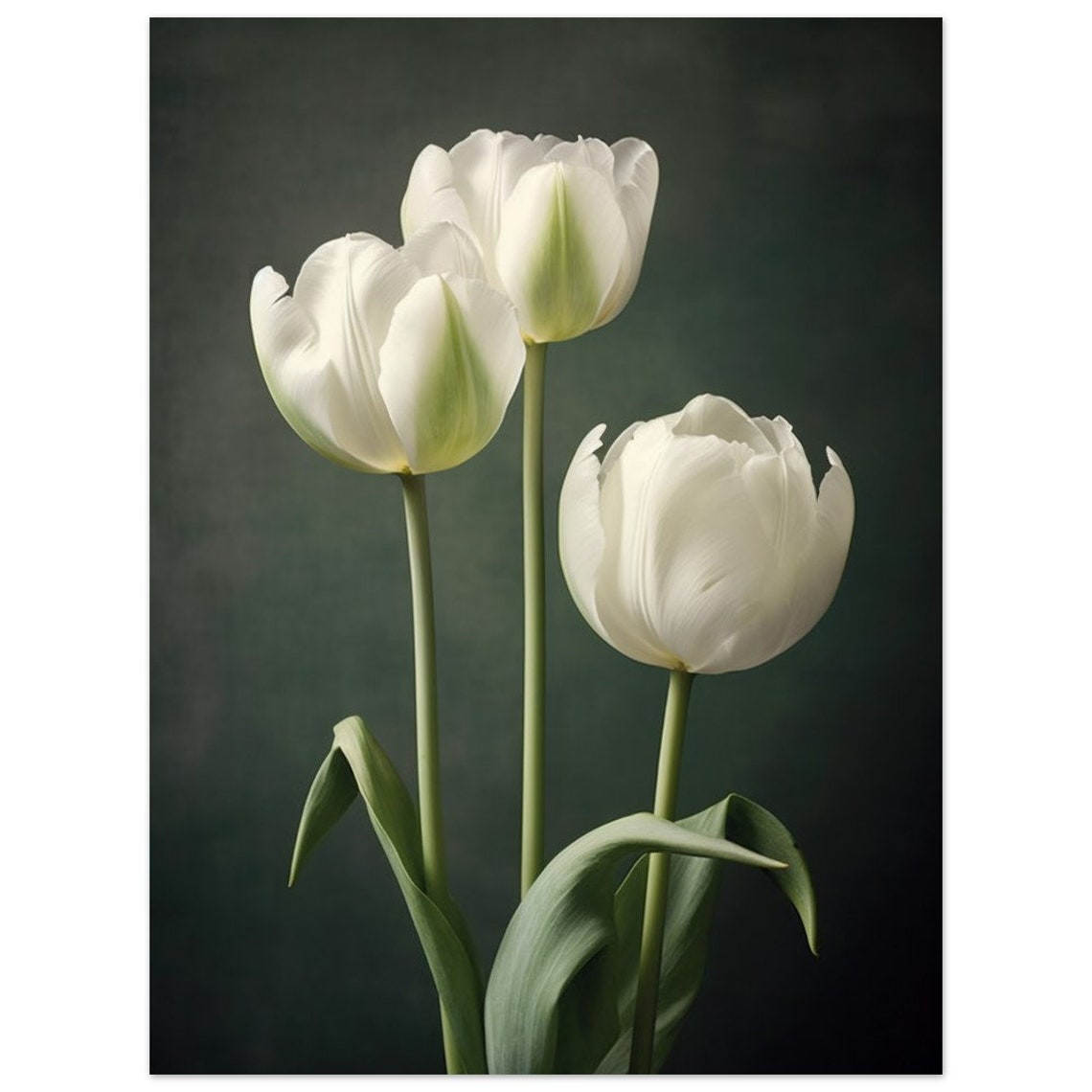 Three White Tulips Dark Background Elegant Floral Photography Poster - Image 2