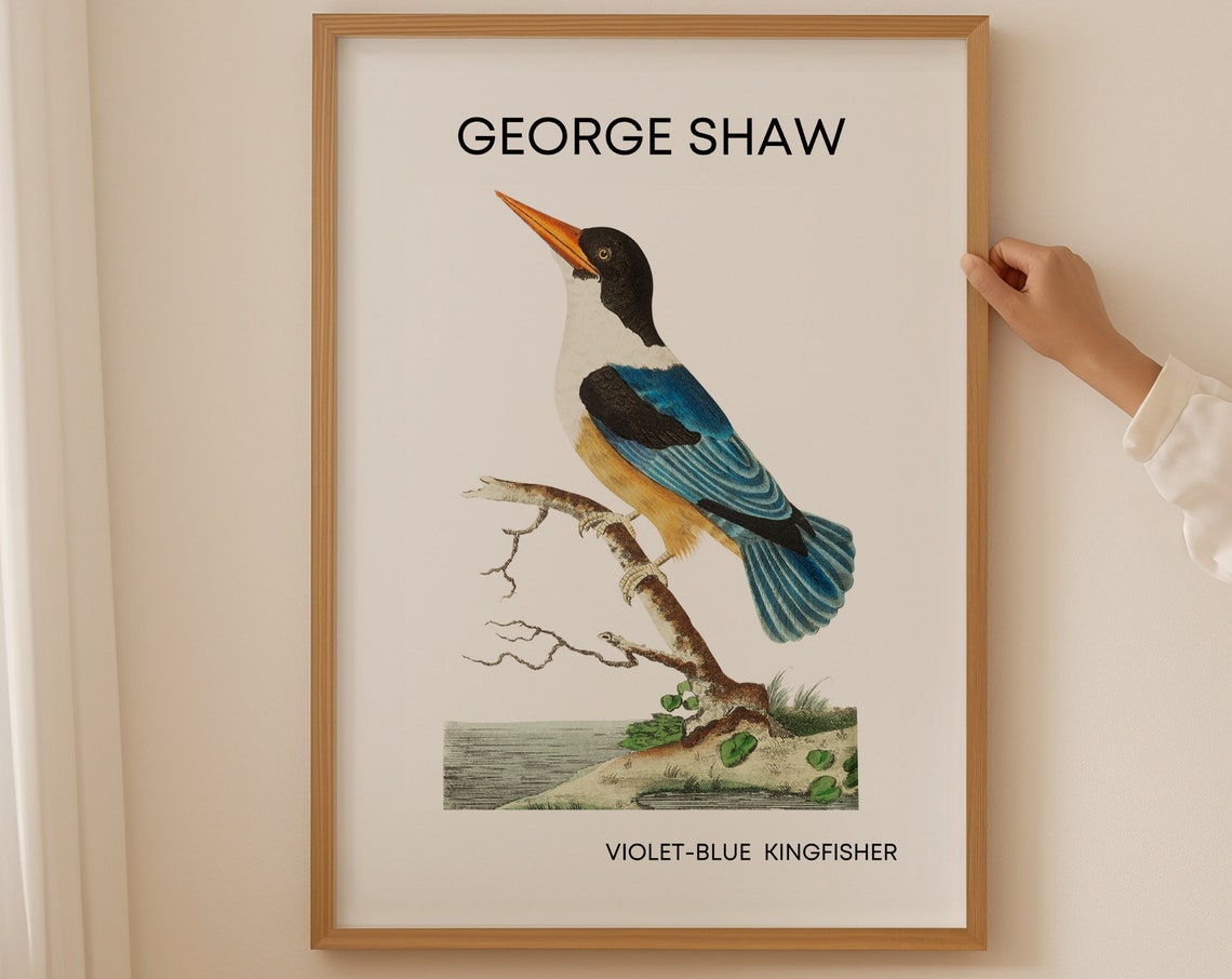 George Shaw Violet-Blue Kingfisher Vintage Bird Artwork Poster