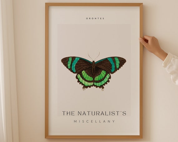The Naturalists Miscellany Art Work Orontes Butterfly Butterfly Specimen Blue Monarch Butterfly Bug Home Decor Office Wall Art