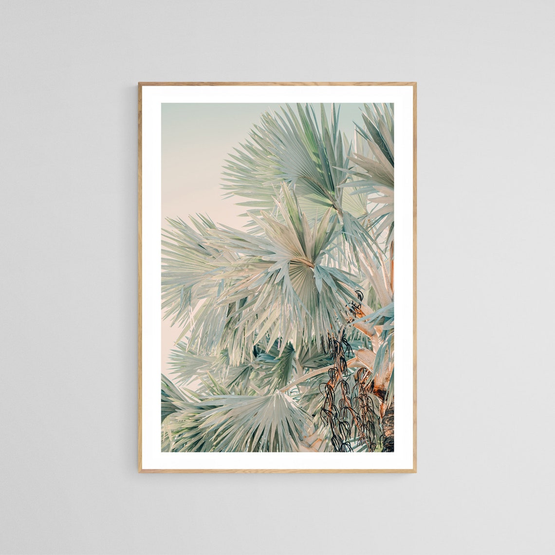Bismarck Morning Palm Tree Photograph, Tropical Art