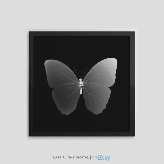 Butterfly X Ray Print Butterfly Poster Butterfly Print Insect Photo Black White Photo Wall Art Insect Xray Gothic Macabre Goth Art