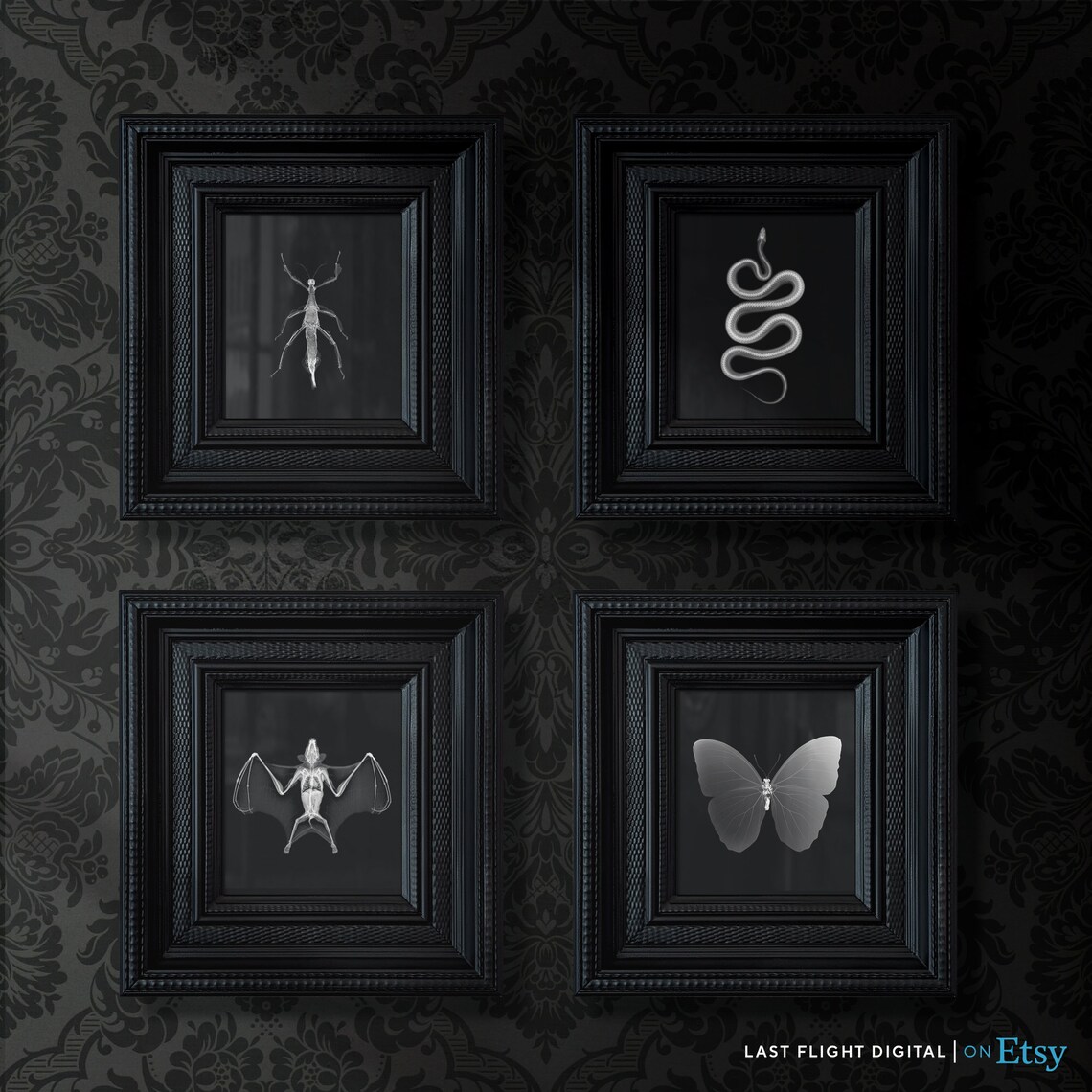 Stick Insect X Ray Art Black Background Entomology Macro Poster - Image 4