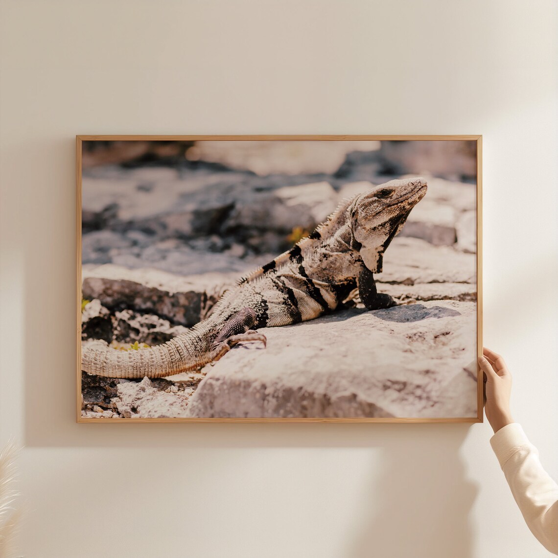Iguana On Sunlit Rocks Wildlife Close Up Reptile Photography Poster - Image 3
