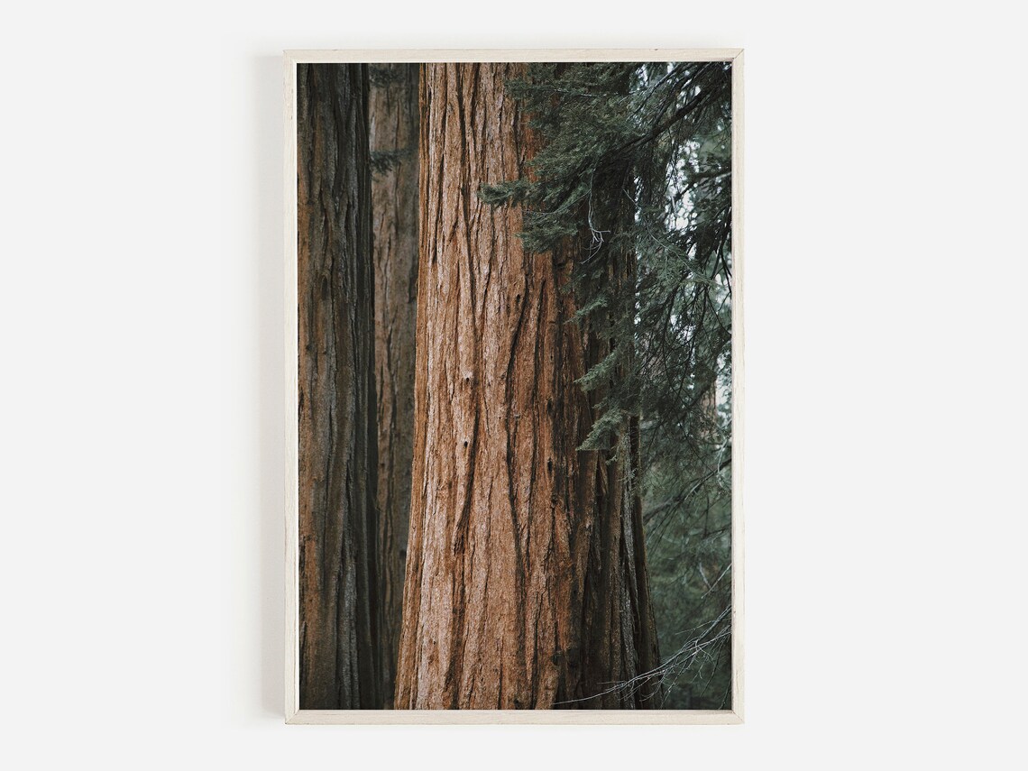 Redwood Tree In Eureka California Rustic Art Print