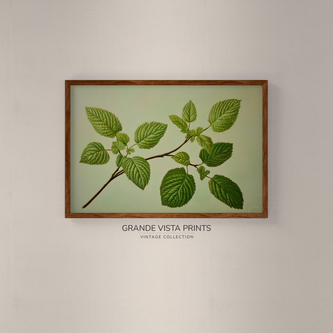 Green Leaf Branch Botanical Study Pale Sage Vintage Nature Wall Art - Image 2