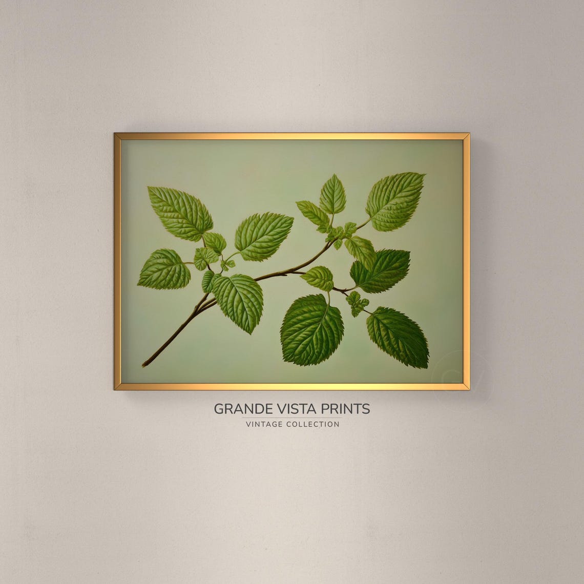 Green Leaf Branch Botanical Study Pale Sage Vintage Nature Wall Art