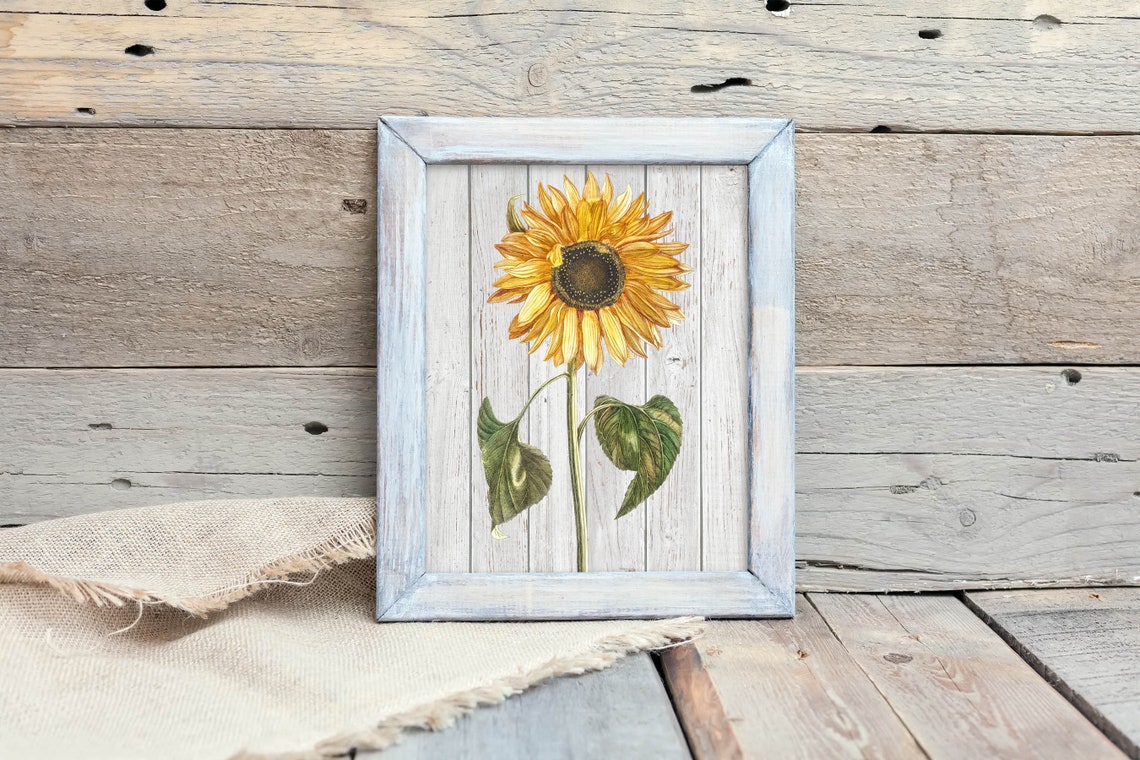 Vintage Sunflower Whitewashed Wood Rustic Farmhouse Botanical Poster - Image 2