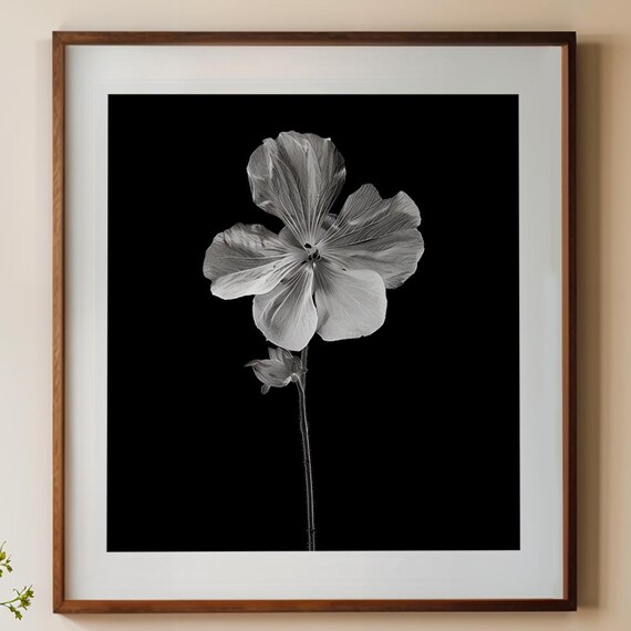 Monochrome White Hibiscus Flower Black Dramatic Floral Photo Poster