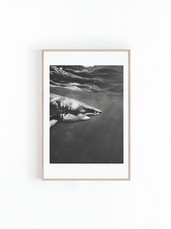 Great White Shark Near Surface Black And White Ocean Photo Poster