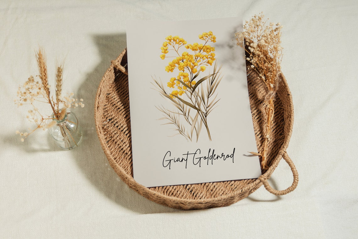 Giant Goldenrod Minimalist Botanical Line Art Wall Art Print - Image 3