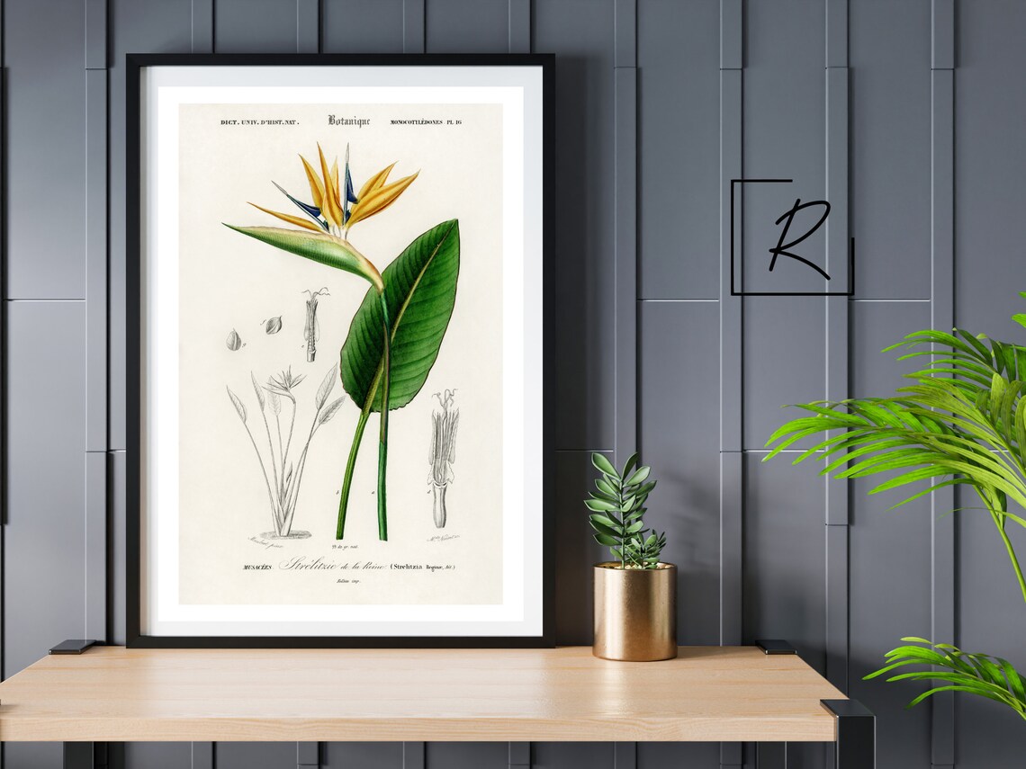 Bird Of Paradise, Vintage Botanical Wall Art - Image 5