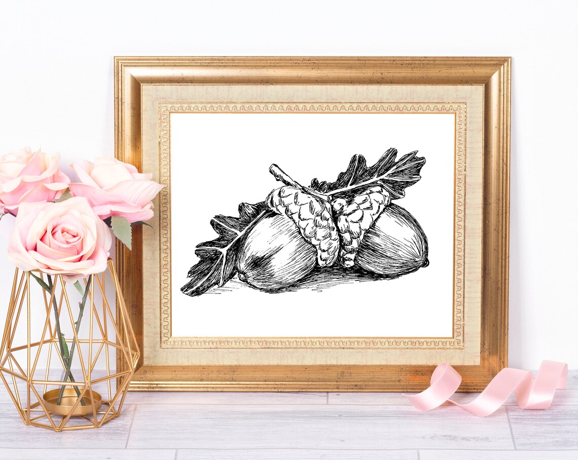 Acorns Oak Leaf Botanical Ink Drawing Autumn Nature Wall Art