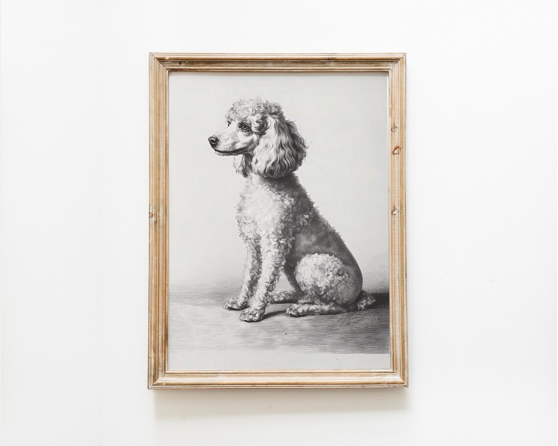 Poodle Dog Pencil Sketch Vintage Monochrome Elegant Portrait Poster