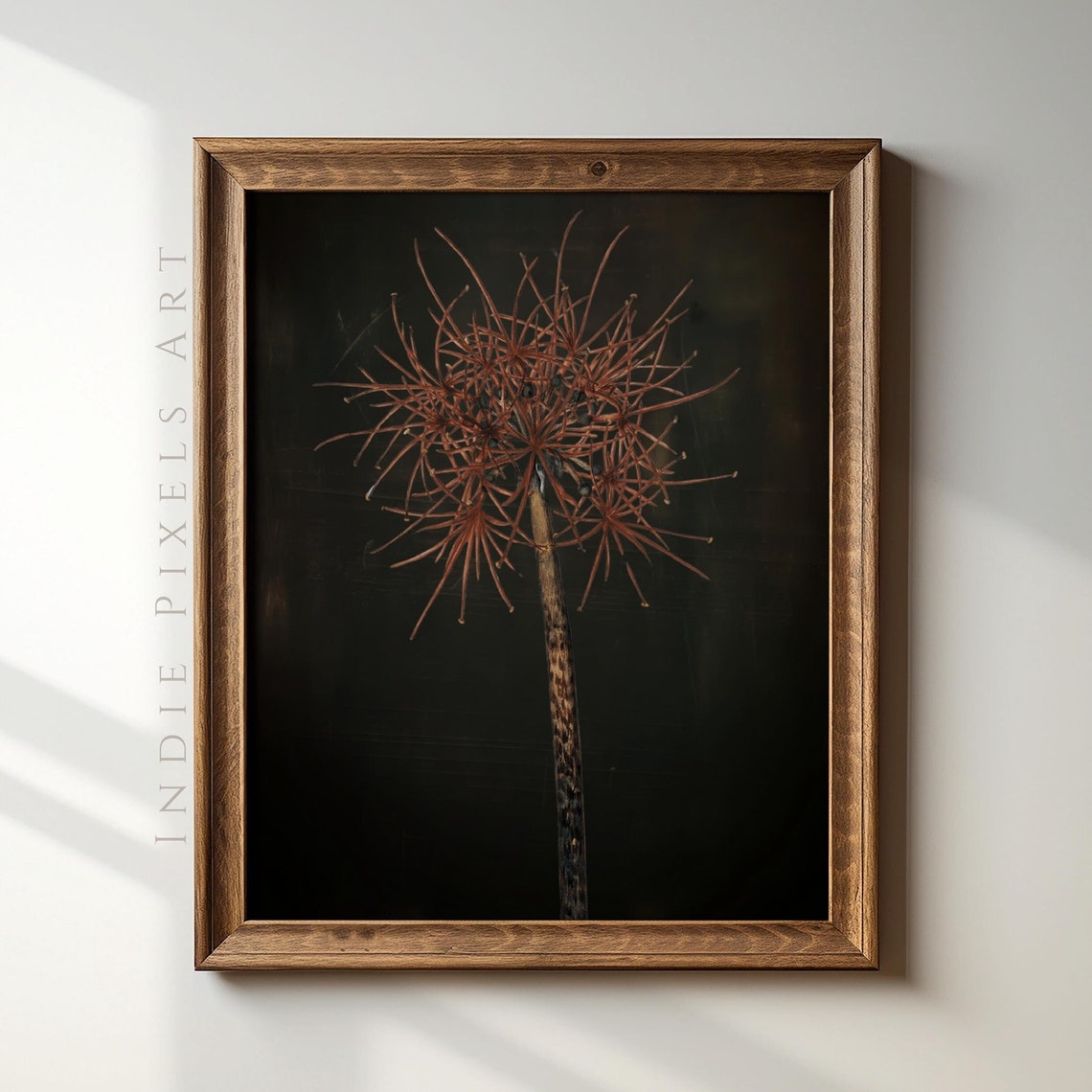 Dried Allium Seed Head Rustic Dark Botanical Minimalist Art Print