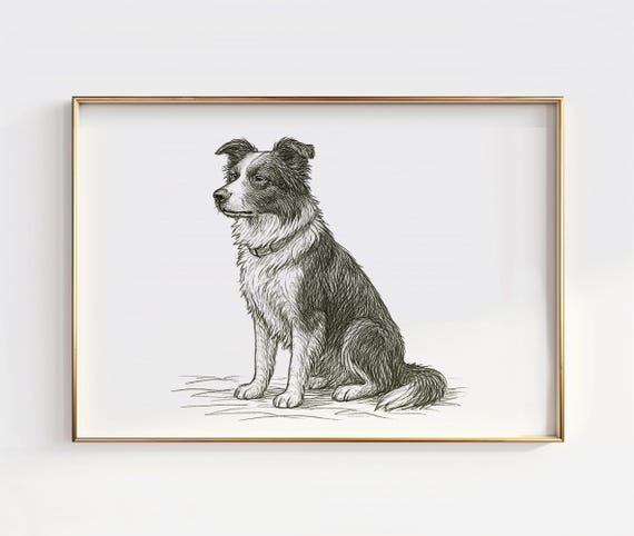 Border Collie Line Art Print Minimalist Dog Illustration