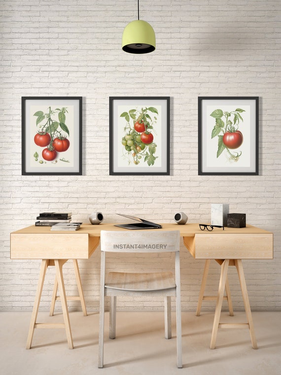 Tomato Botanical Prints Set Of 3 Antique Style Art