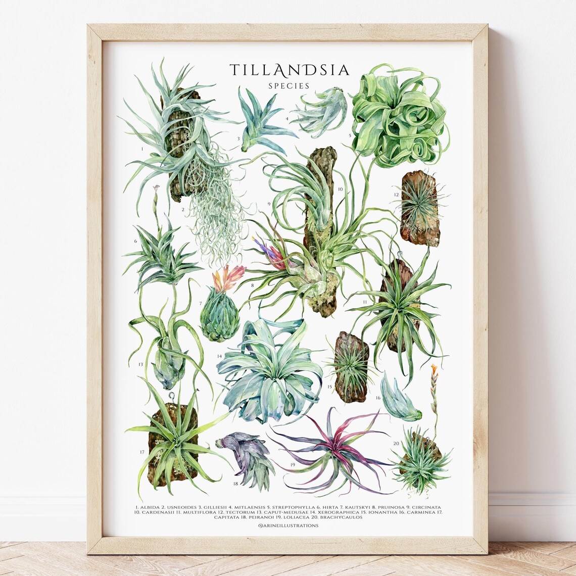 Tillandsia Air Plant Species Botanical Identification Chart Poster