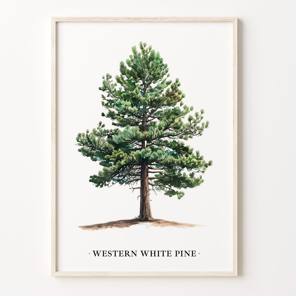 Western White Pine Tree Watercolor Botanical Wall Decor Poster