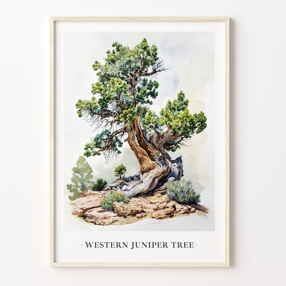 Western Juniper Tree Art Print, Rustic Botanical