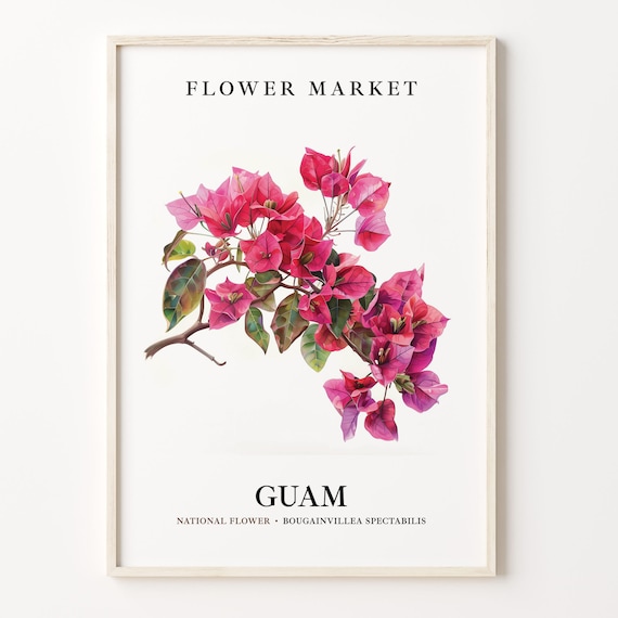 Bougainvillea Spectabilis Botanical Wall Art Print