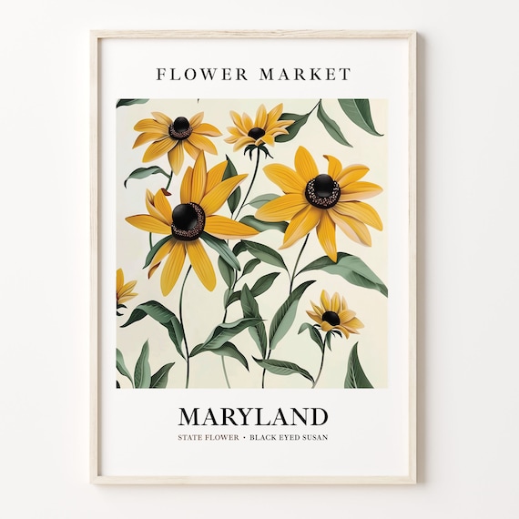 Maryland State Flower Black Eyed Susan, 1960s Art Print