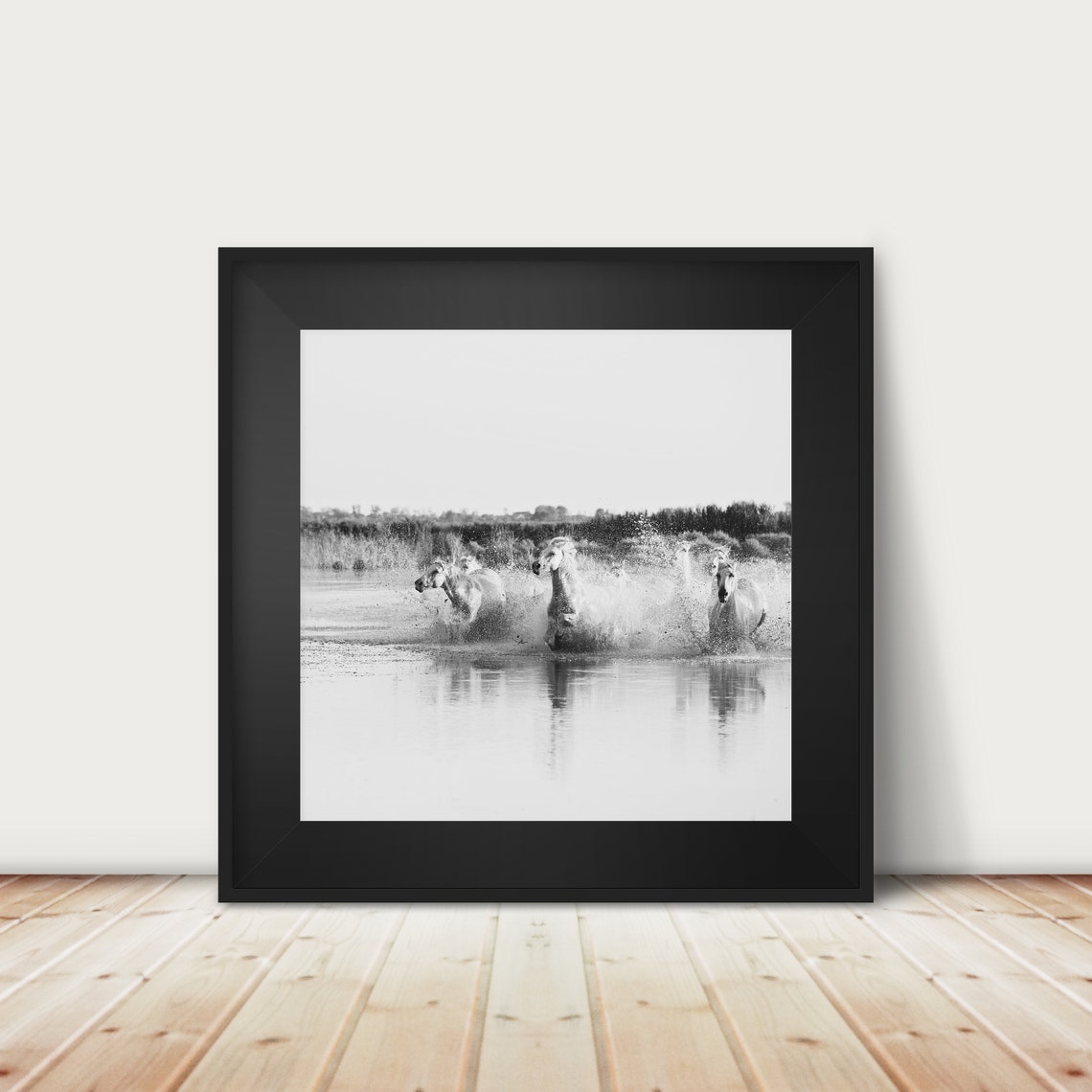 White Camargue Horses Galloping Through Water Black and White Poster