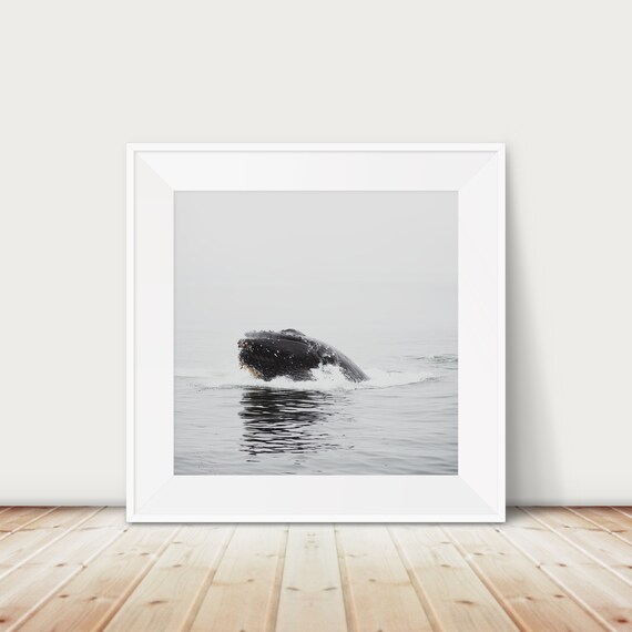 Humpback Whale Photograph Pacific Ocean Print Animal Photography Monterey West Coast Decor
