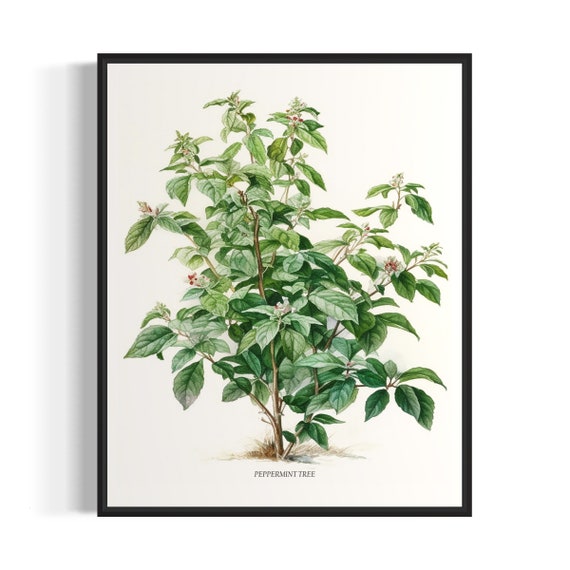 Peppermint Tree Art Print Peppermint Tree Wall Art Poster