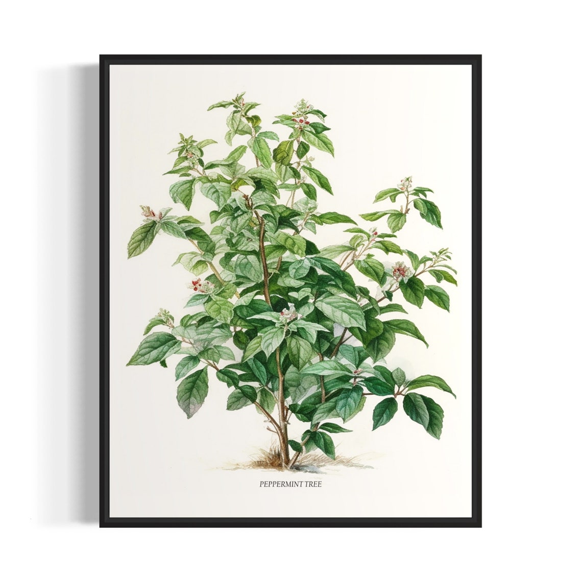 Peppermint Tree Art Print Peppermint Tree Wall Art Poster