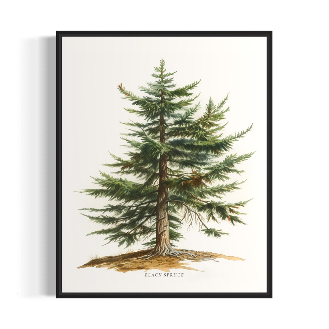 Black Spruce Tree Art Print Black Spruce Tree Wall Art Poster