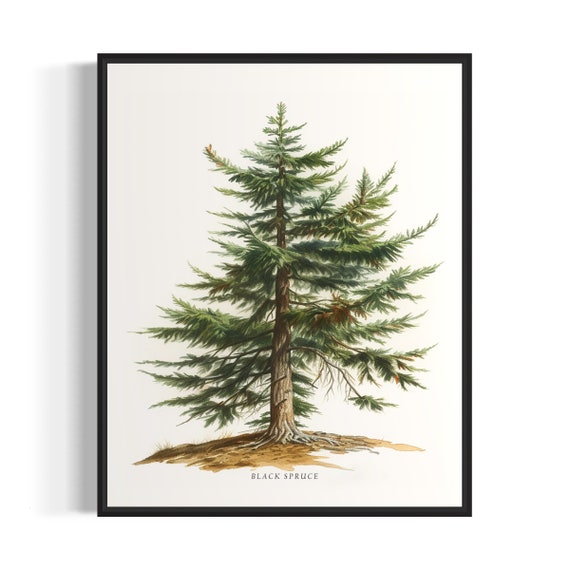 Black Spruce Tree Art Print Black Spruce Tree Wall Art Poster