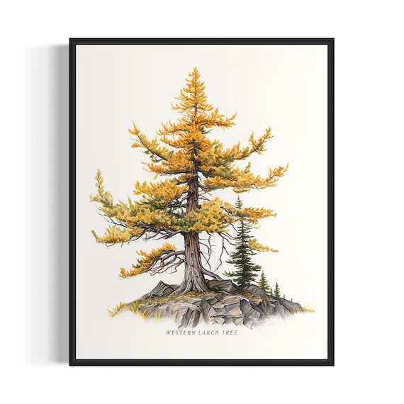 Western Larch Tree Art Print, Nature Wall Decor