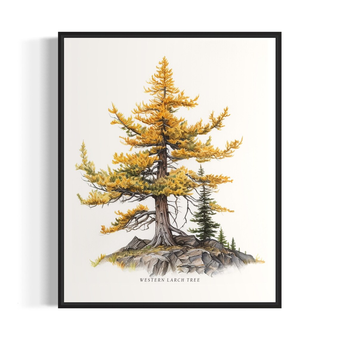 Western Larch Tree Art Print, Nature Wall Decor