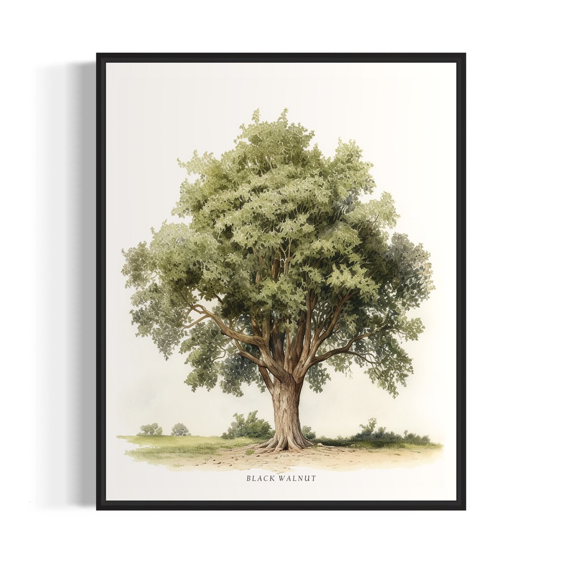 Black Walnut Tree Art Print, Nature Wall Poster