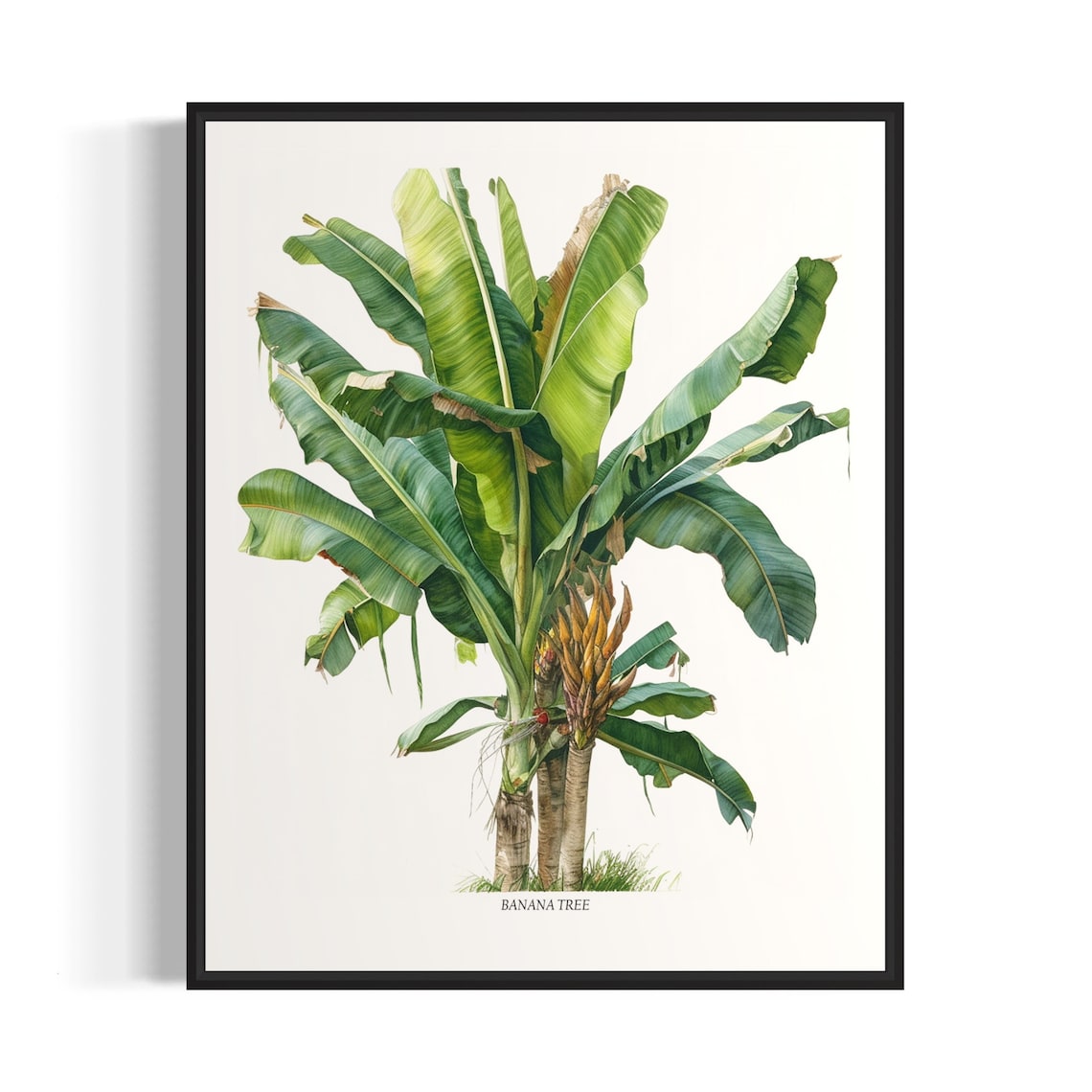 Banana Tree Art Print, Tropical Botanical Poster