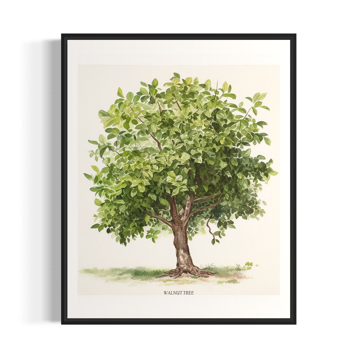Walnut Tree Art Print, Nature Tree Poster