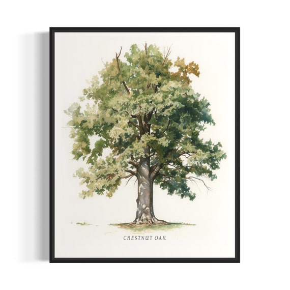 Chestnut Oak Tree Art Print, Nature Wall Art
