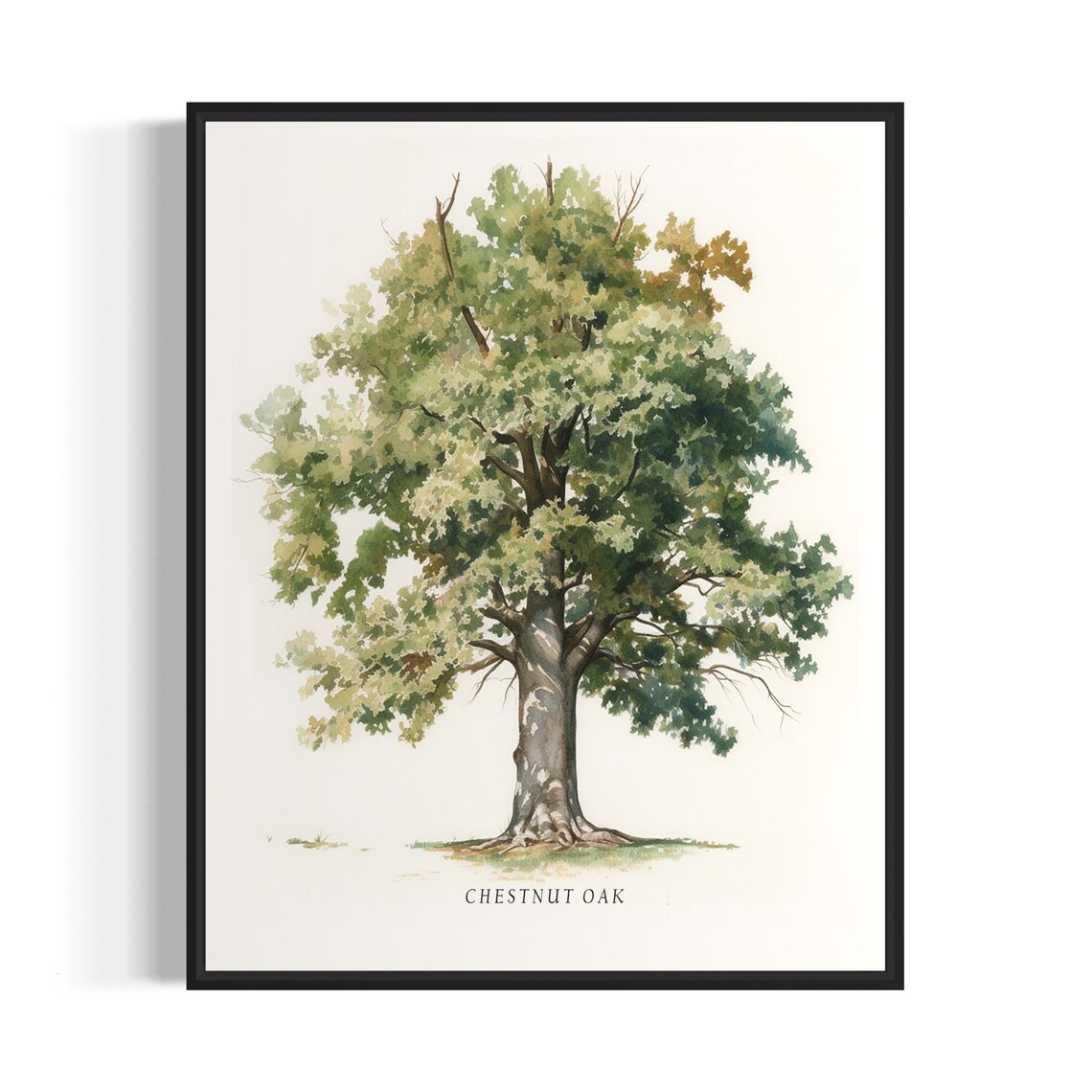 Chestnut Oak Tree Art Print, Nature Wall Art