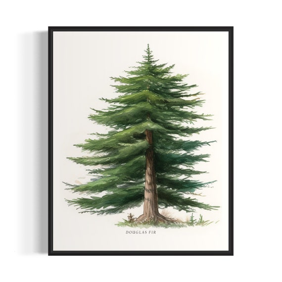 Douglas Fir Tree Art Print Douglas Fir Tree Wall Art Poster