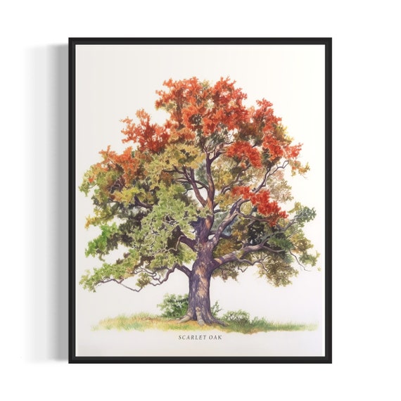 Scarlet Oak Tree Art Print Scarlet Oak Tree Wall Art Poster