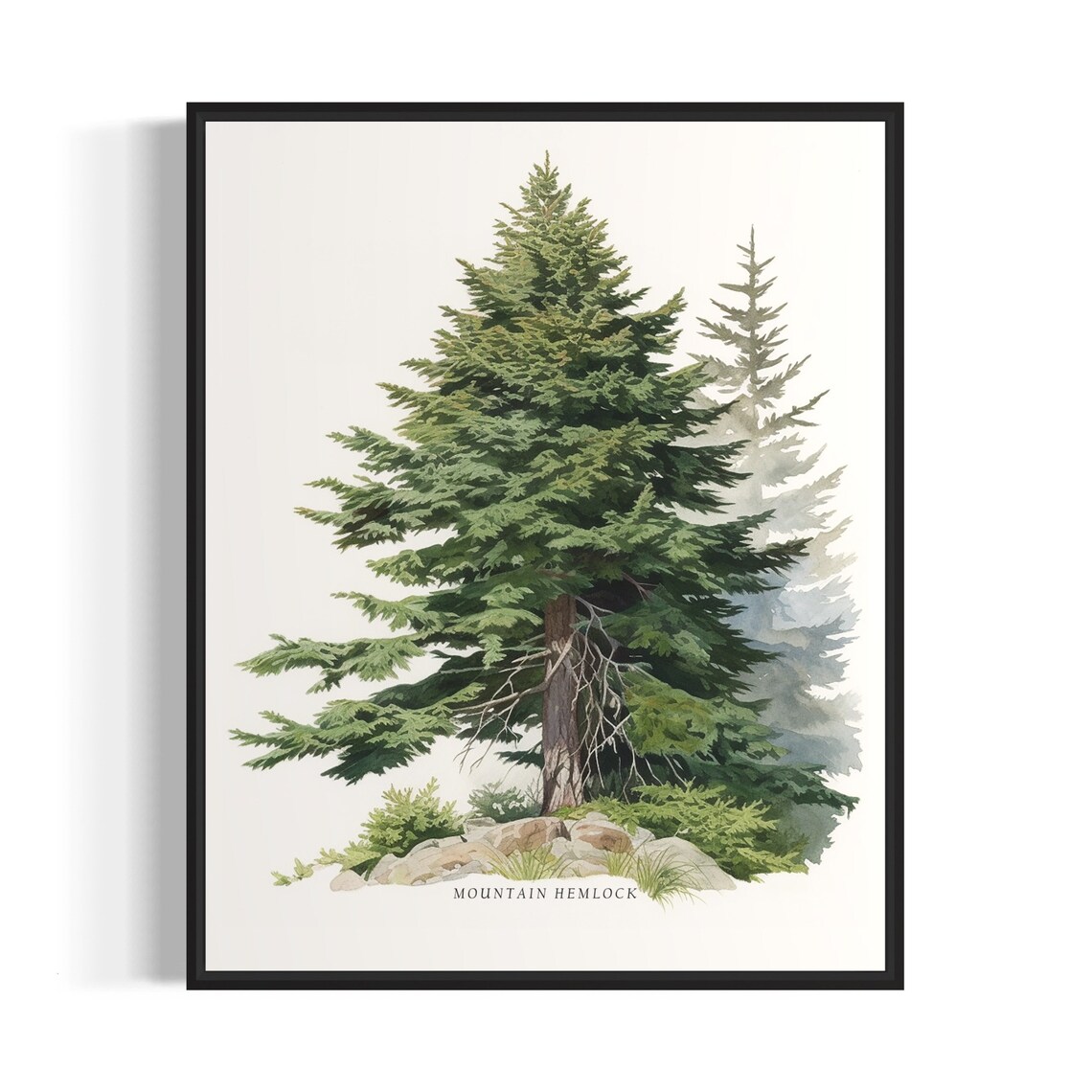 Mountain Hemlock Tree Art Print Mountain Hemlock Tree Wall Art Poster