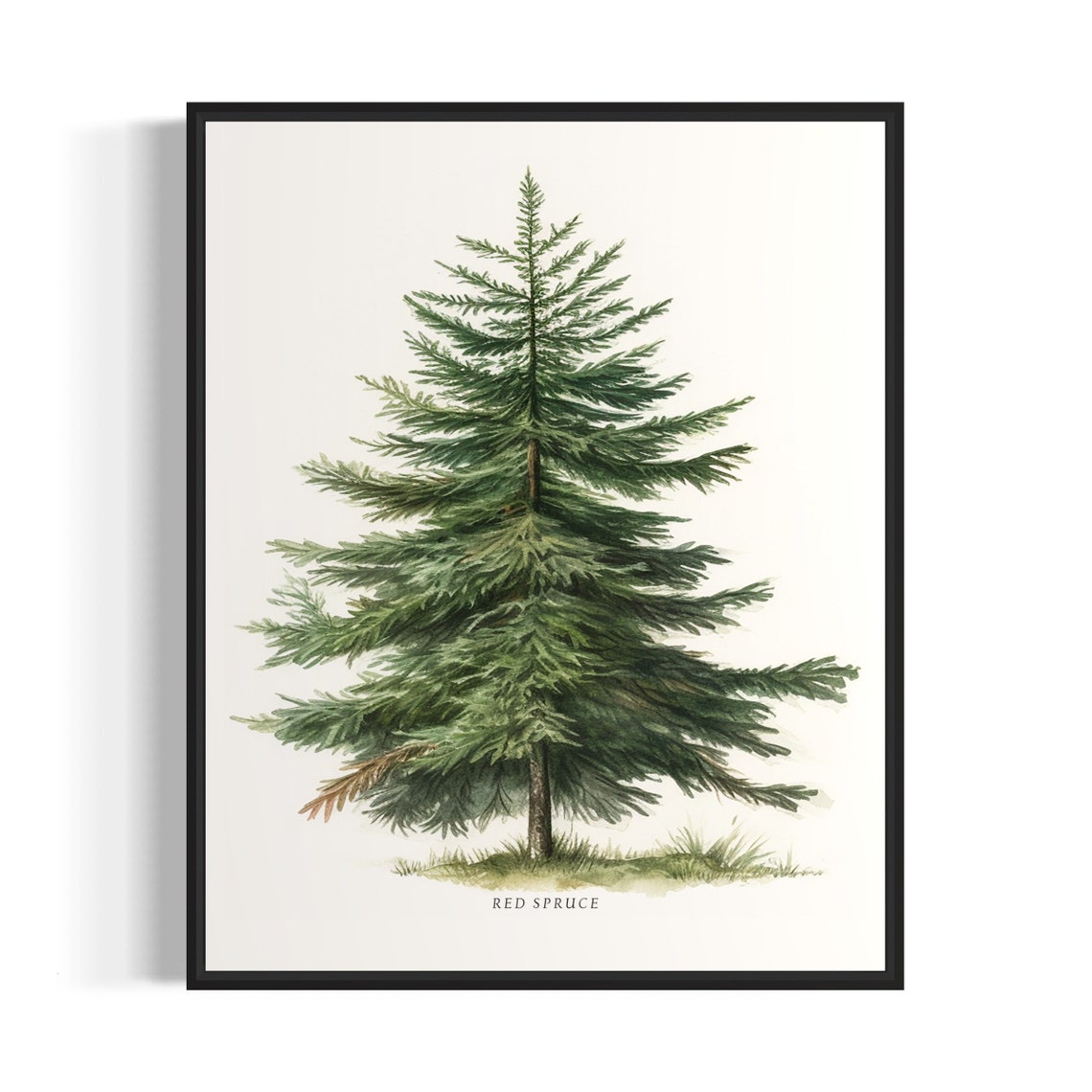 Red Spruce Tree Art Print Red Spruce Tree Wall Art Poster