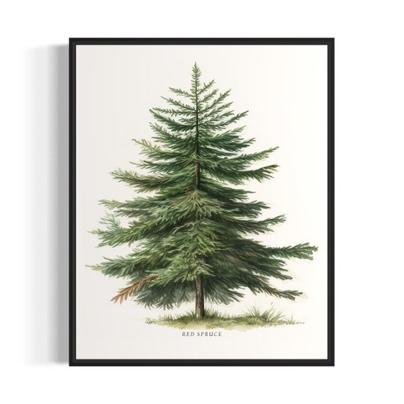 Red Spruce Tree Art Print Red Spruce Tree Wall Art Poster