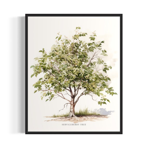 Serviceberry Tree Art Print Serviceberry Tree Wall Art Poster